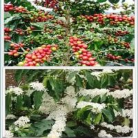 African Traditional Strapping to Protect Pregnancy