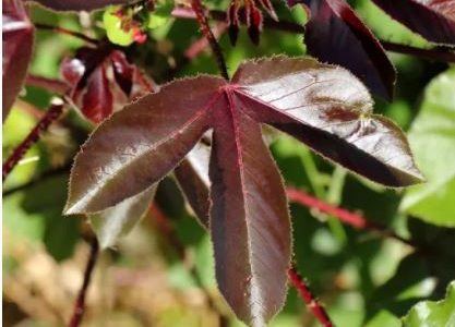 202- Natural Treatment HIV/AIDS  Red Jatropha Natural Remedy AIDS