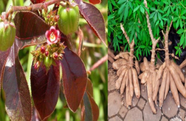 Red Jatropha and HIV/AIDS: No Red jatropha does not cure AIDS