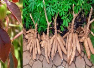 Benefits of Red Jatropha