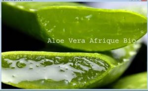 Get pregnant with Aloe Verra