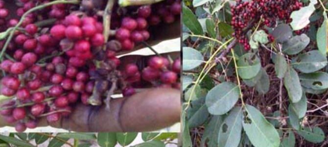 Complementary and Alternative Treatments for AIDS